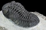 Detailed Austerops Trilobite - Excellent Specimen #108485-4
